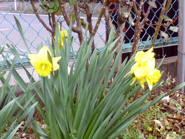 隅っこの花